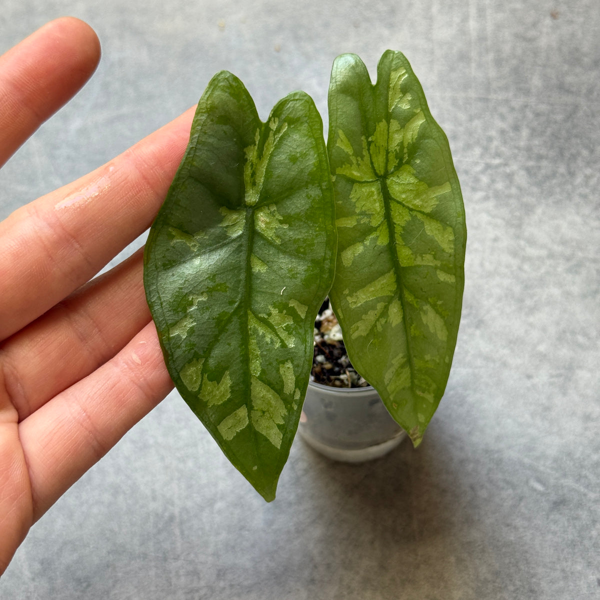 Alocasia Shattered Glass