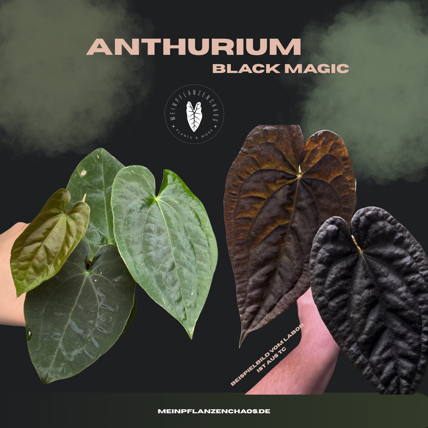 Anthurium Black Magic