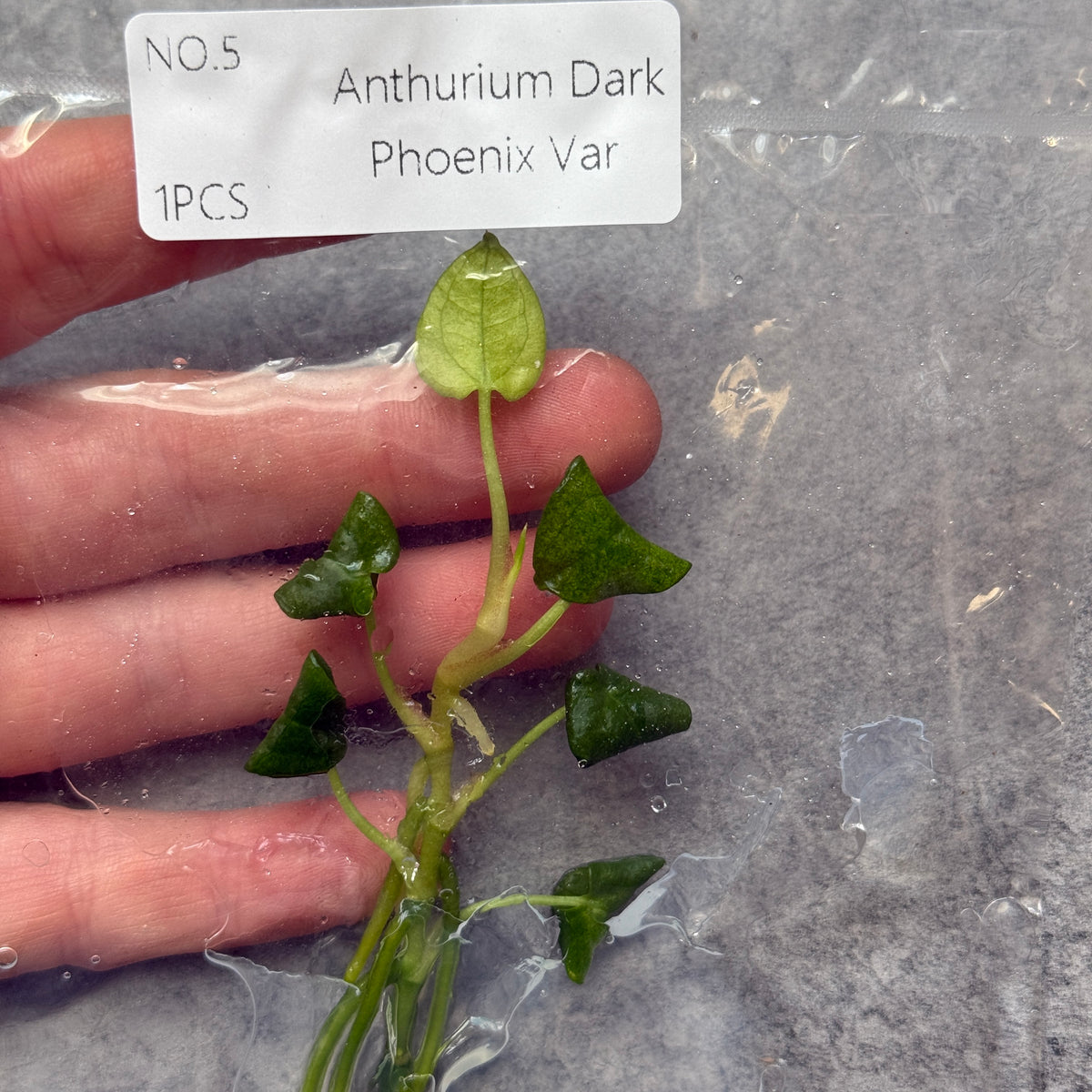 TC Anthurium Dark Phoenix Mint