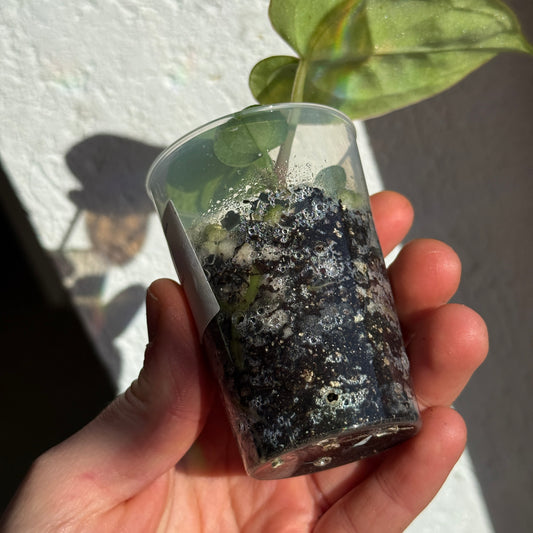 Anthurium King of Spades