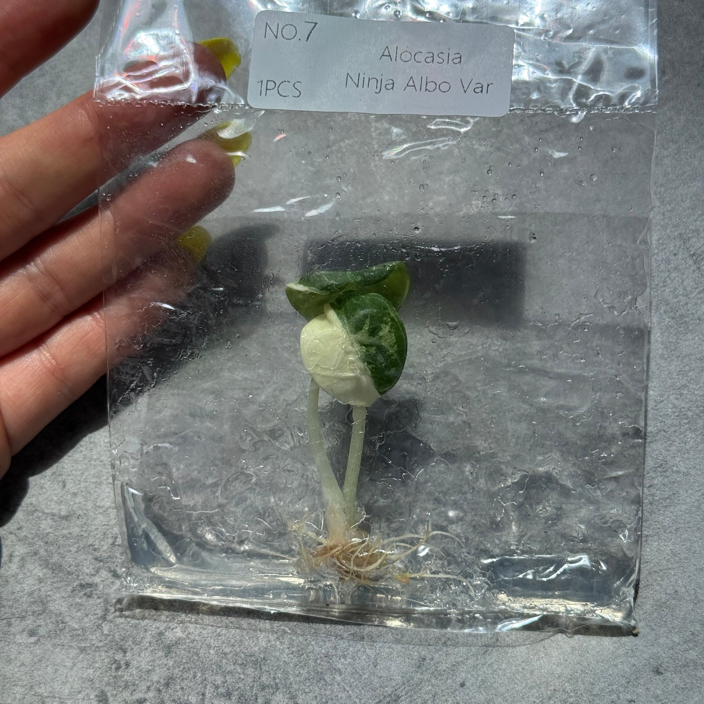 TC Alocasia Ninja True Albo