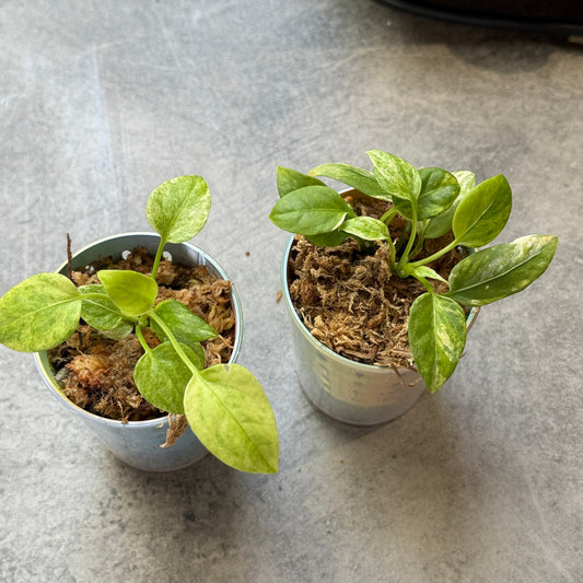 Anthurium Vittariifolium var
