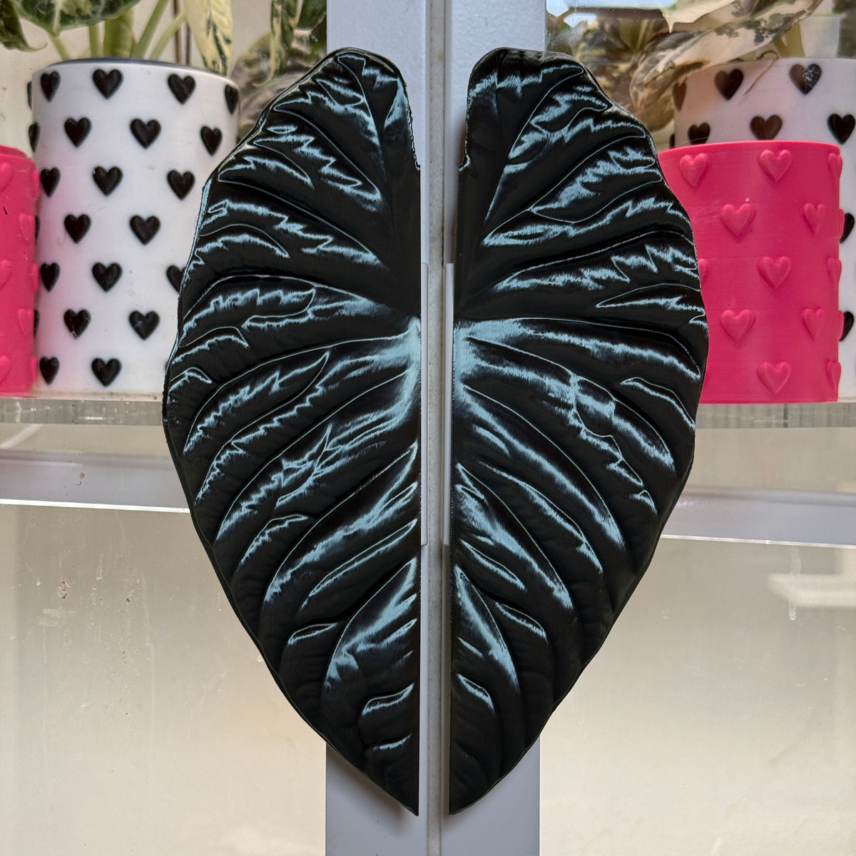 Vitrinengriffe Alocasia Nebula
