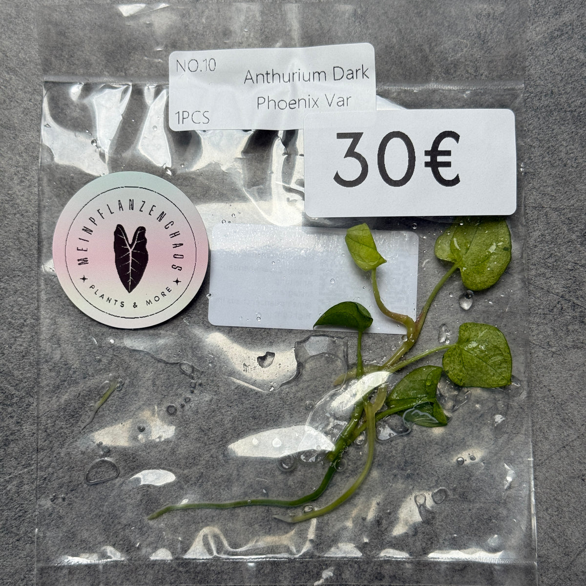 TC Anthurium Dark Phoenix Mint
