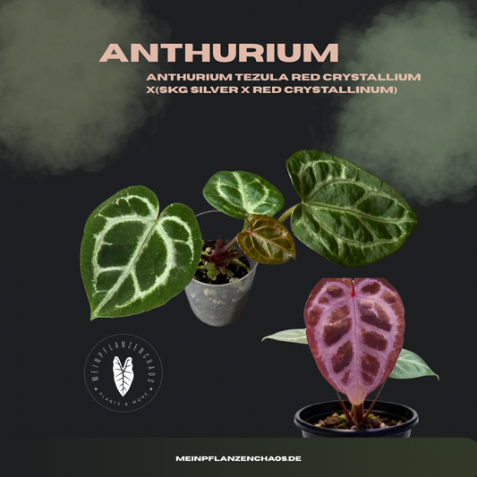 Anthurium Tezula Red Crystallium X(SKG Silver X Red Crystallinum)