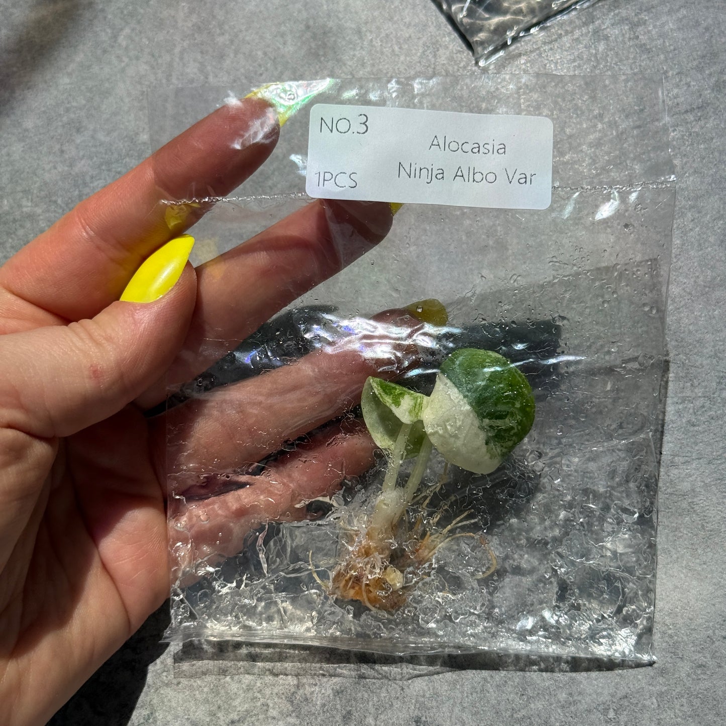 TC Alocasia Ninja True Albo