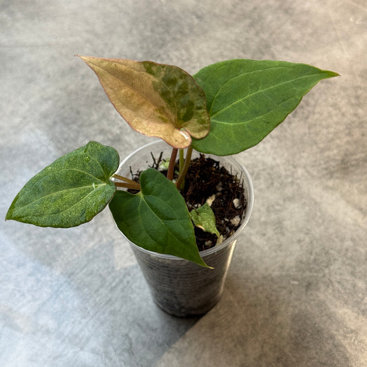Anthurium Dark Phoenix Variegata