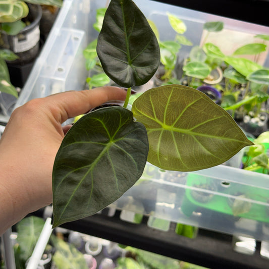 Alocasia Regal Shield