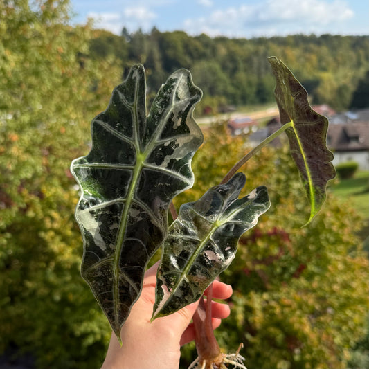 Alocasia Polly Pink Variegata Rhizom