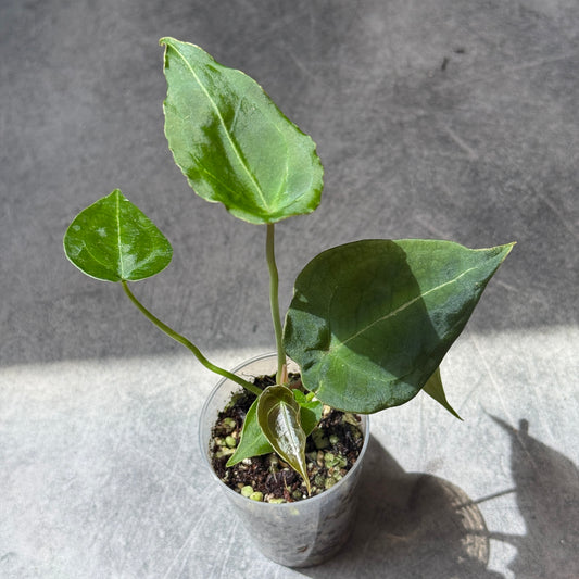 Anthurium Besseae x forgetii