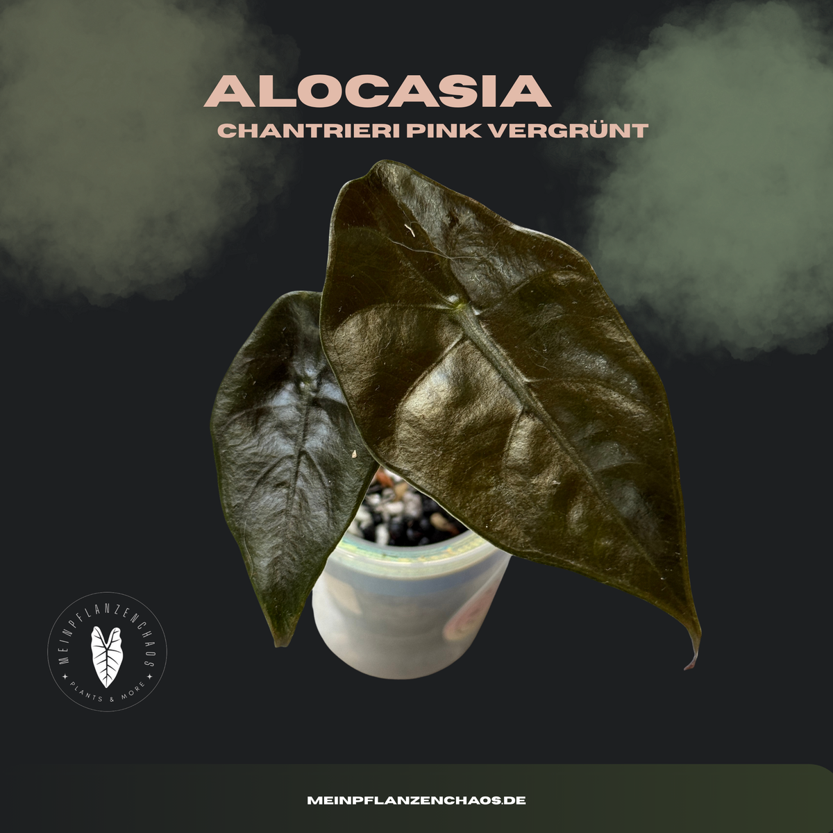 Alocasia Chantrieri (pink) vergrünt