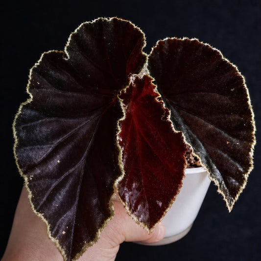TC Begonia Darthvaderiana