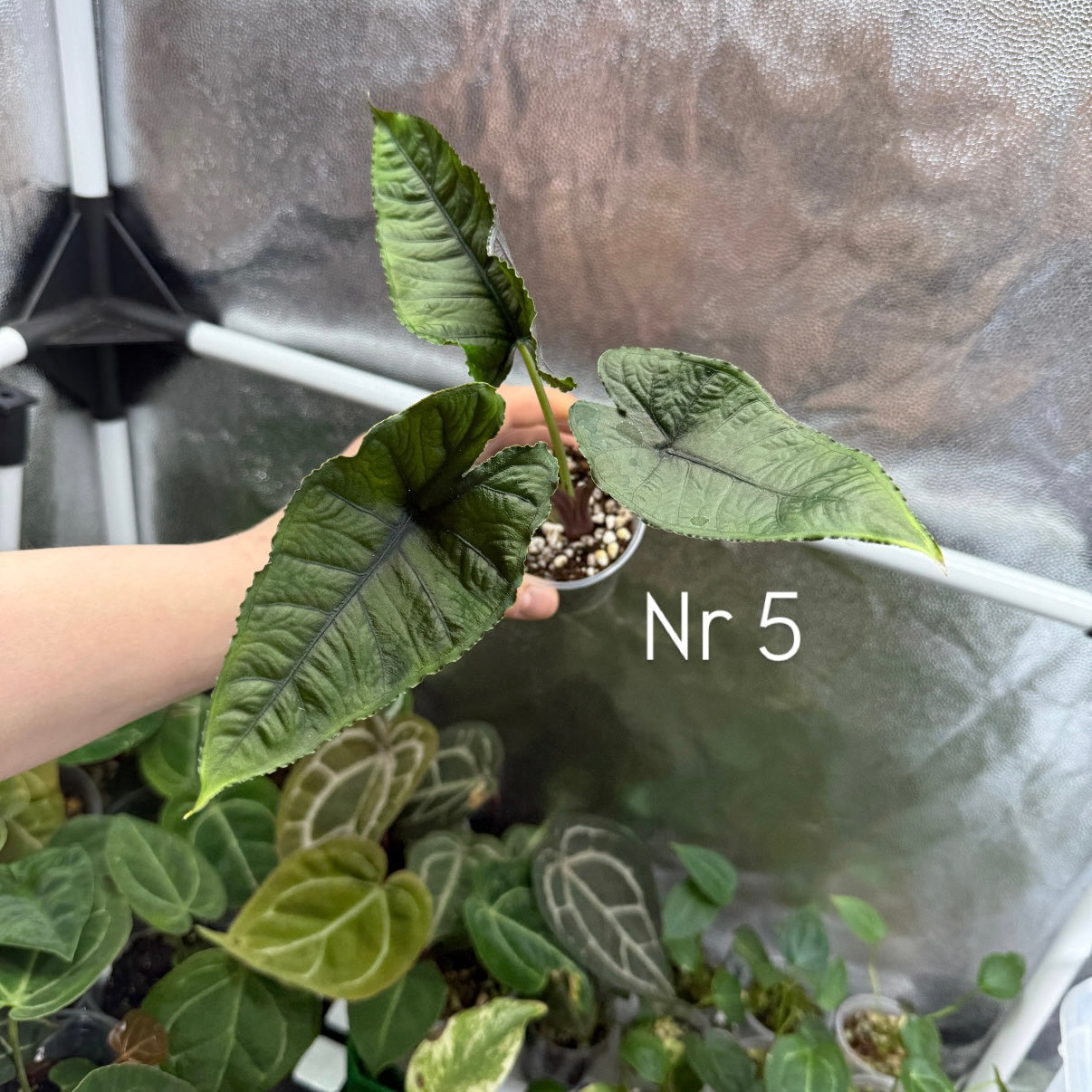 Alocasia Olanii