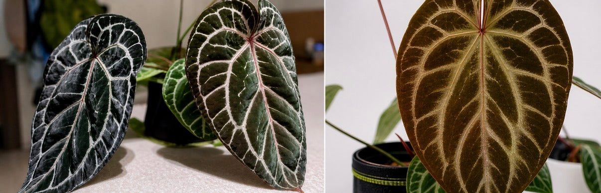 TC Anthurium Black Blush X Red Heart X Tezula Red Crystallium
