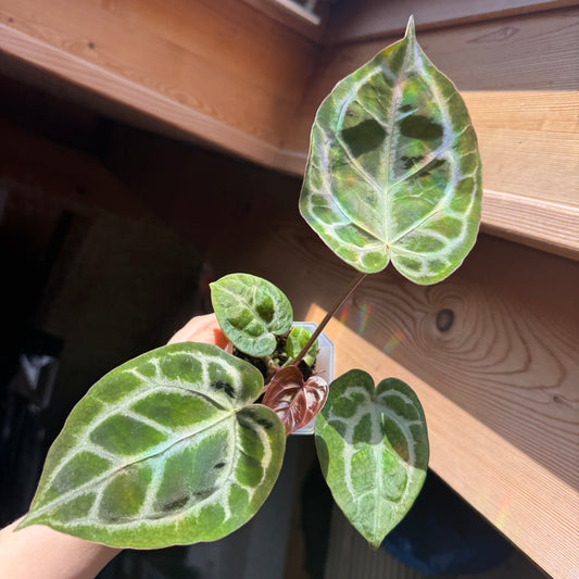Anthurium Tezula Red Crystallium X(SKG Silver X Red Crystallinum)