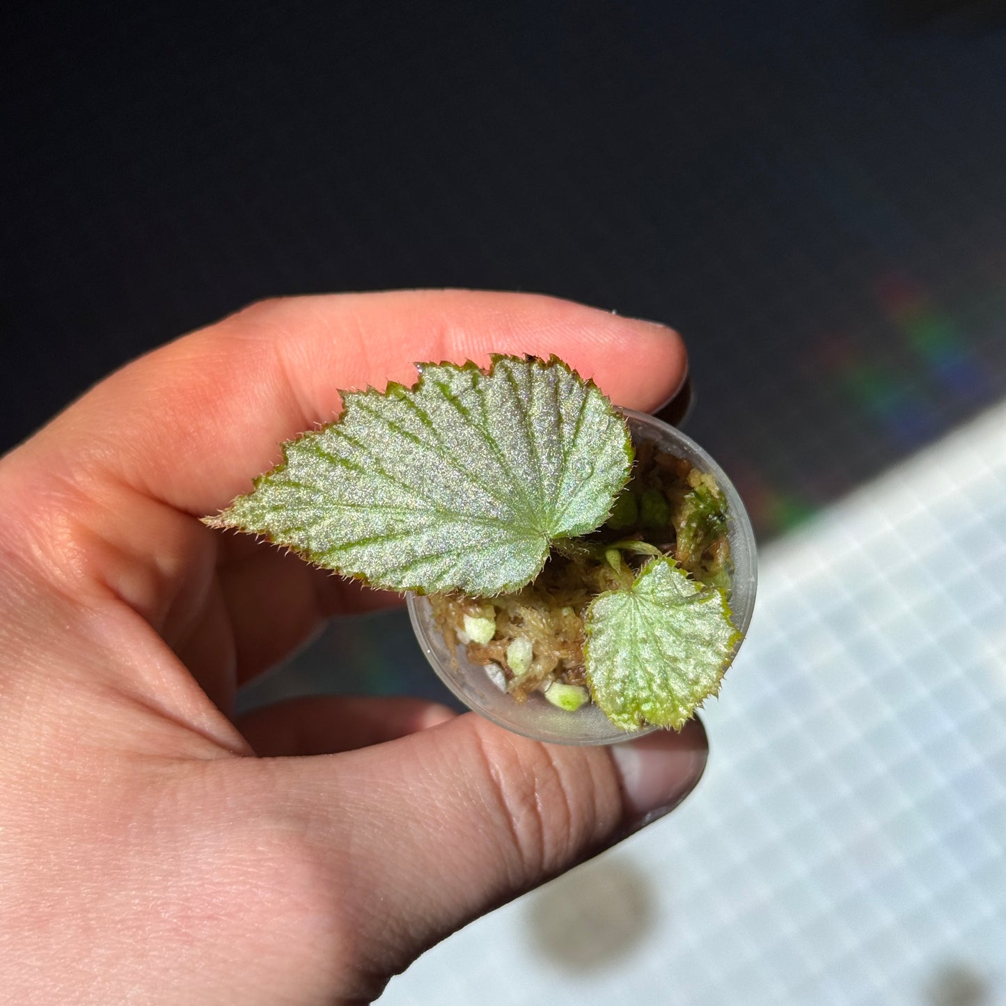 Begonia Two Face