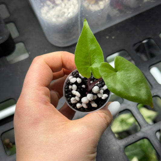 Alocasia Blackstem