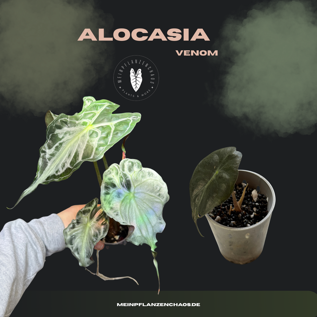 Alocasia Venom