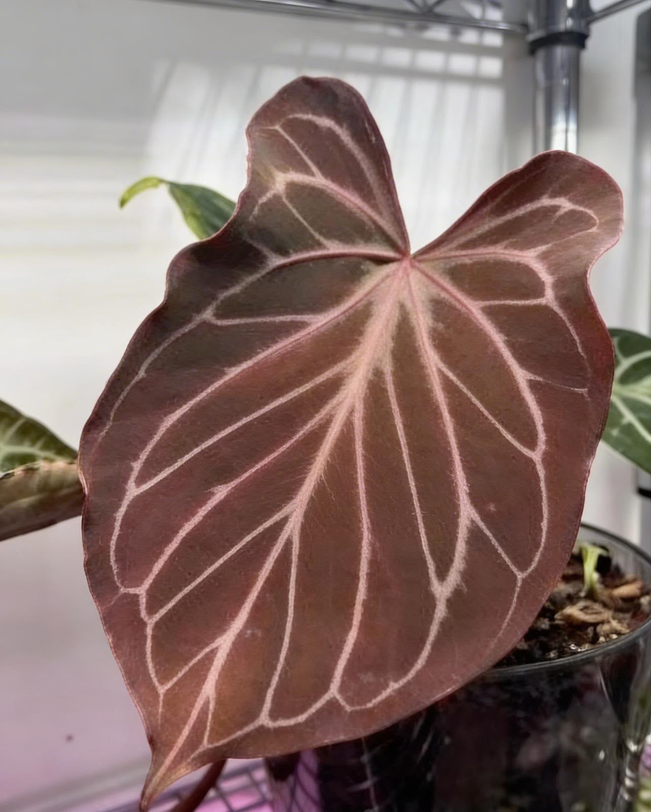 TC Anthurium KOS Butterfly Leaf