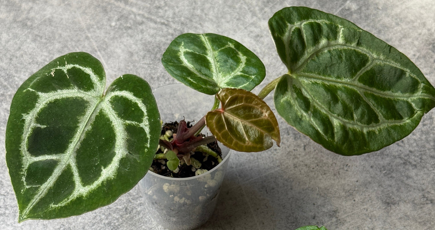 Anthurium Tezula Red Crystallium X(SKG Silver X Red Crystallinum)