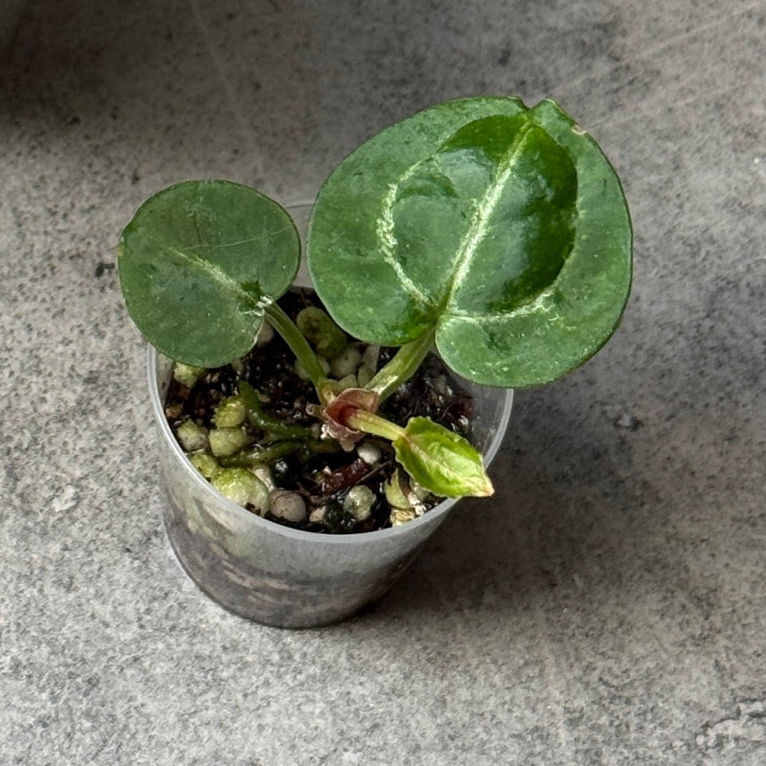 Anthurium Tezula Red Crystallium X(SKG Silver X Red Crystallinum)