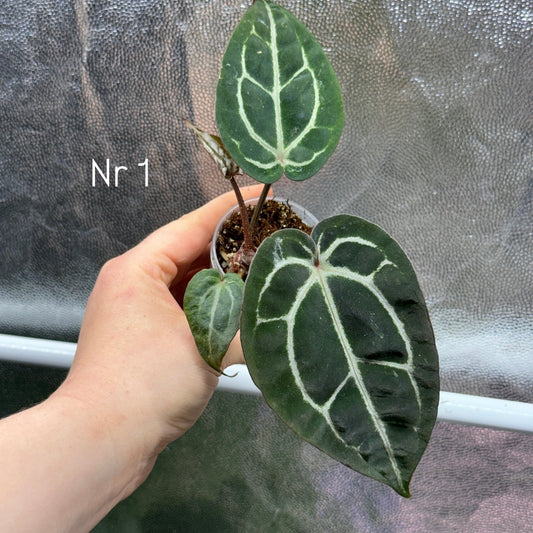 Anthurium Wonderboy x Michelle
