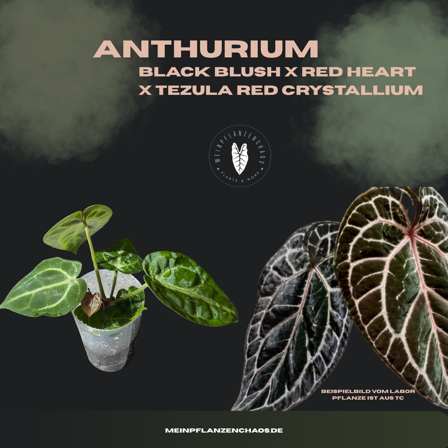 Anthurium Black Blush X Red Heart X Tezula Red Crystallium