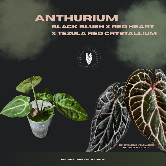 Anthurium Black Blush X Red Heart X Tezula Red Crystallium