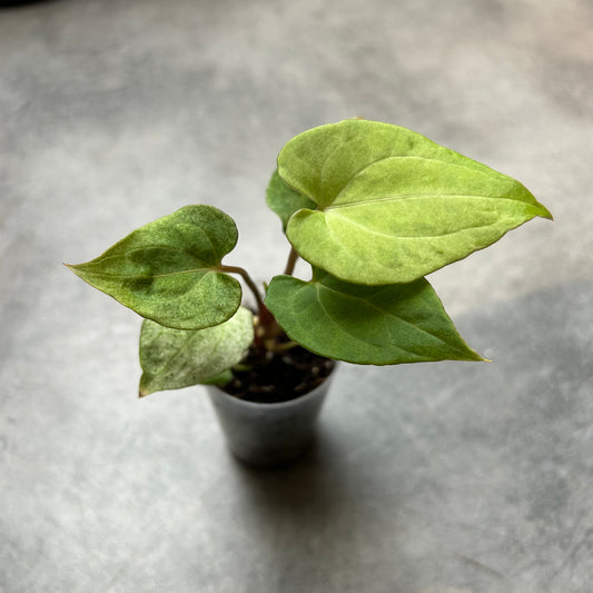 Anthurium Dark Phoenix Variegata