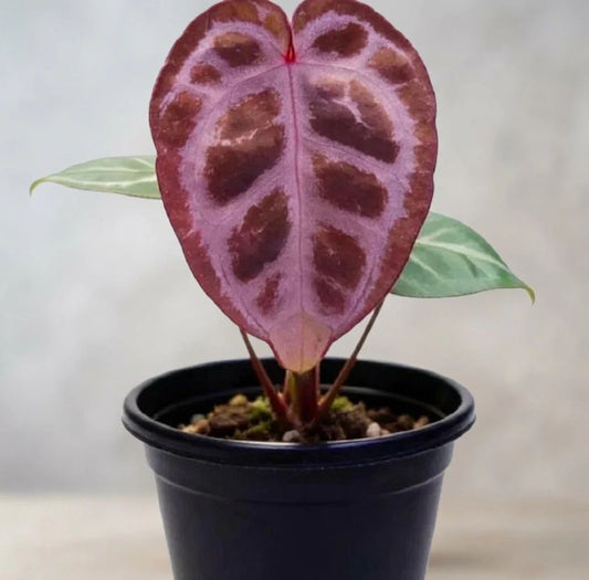 Anthurium Tezula Red Crystallium X(SKG Silver X Red Crystallinum)
