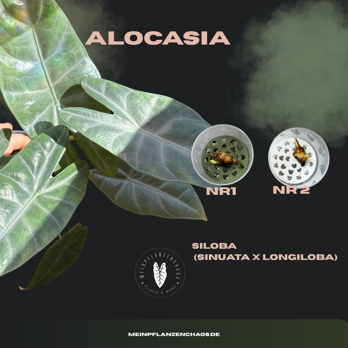 Alocasia Siloba (Sinuata x Longiloba)