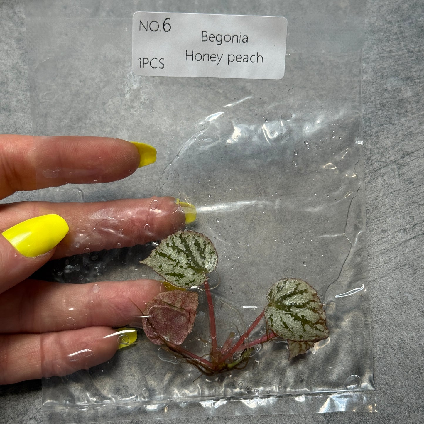 TC Begonia Honey Peach