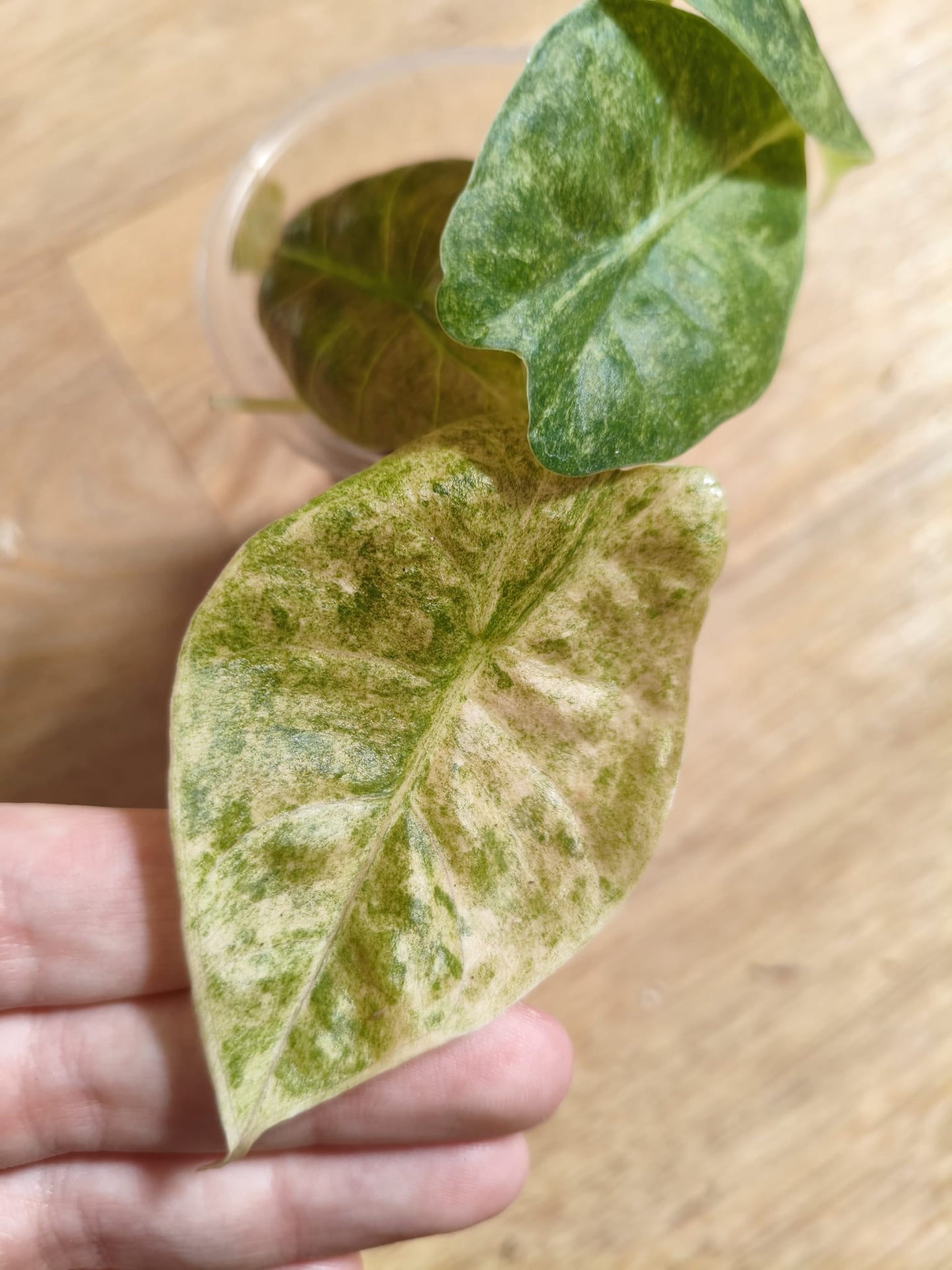 Alocasia Golden Bone Marble Var