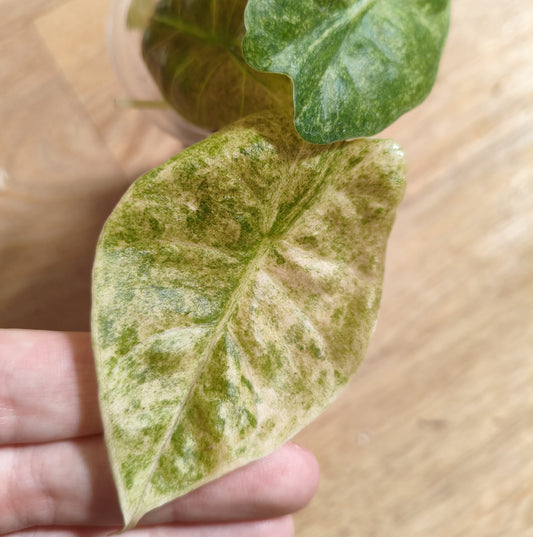 Alocasia Golden Bone Marble Var