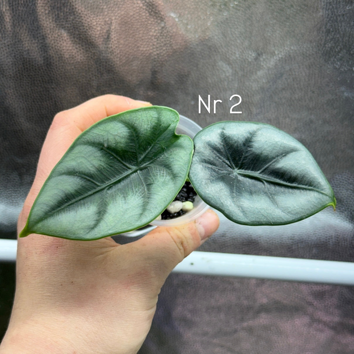 Alocasia Reversa Hannah