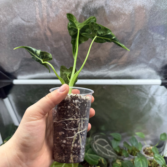 Alocasia Frydek Tattoo