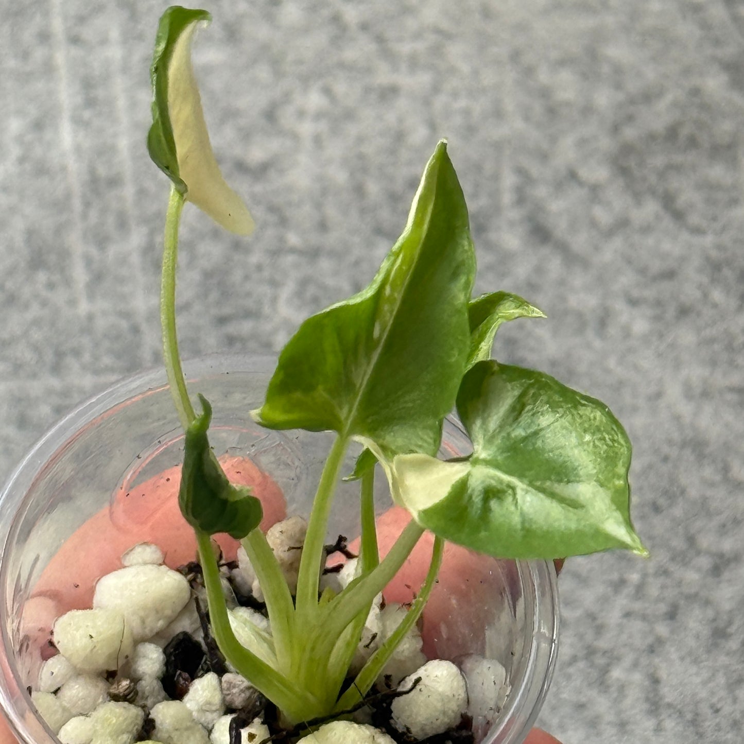 Alocasia Triangularis Albo Variegata