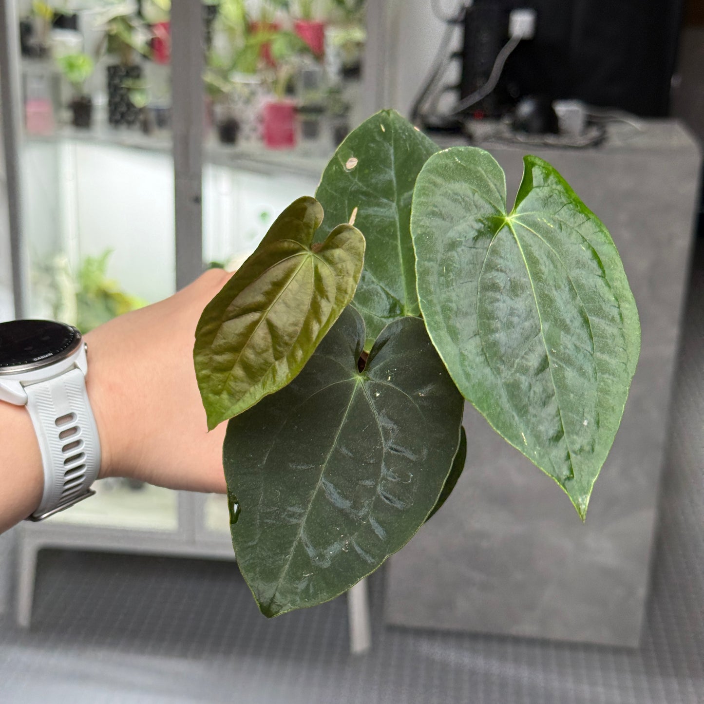 Anthurium Black Magic