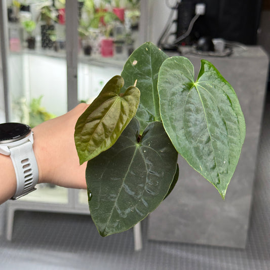 Anthurium Black Magic