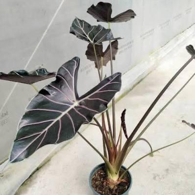 Alocasia Longiloba Watsionana Red Vain klein