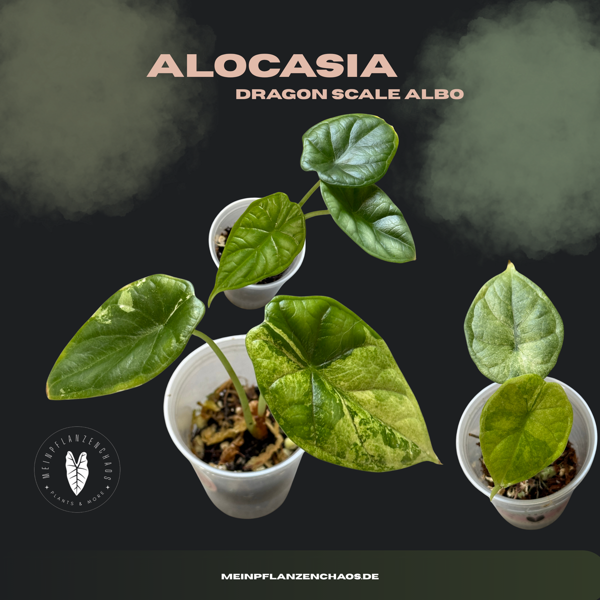 Alocasia Dragon Scale Albo