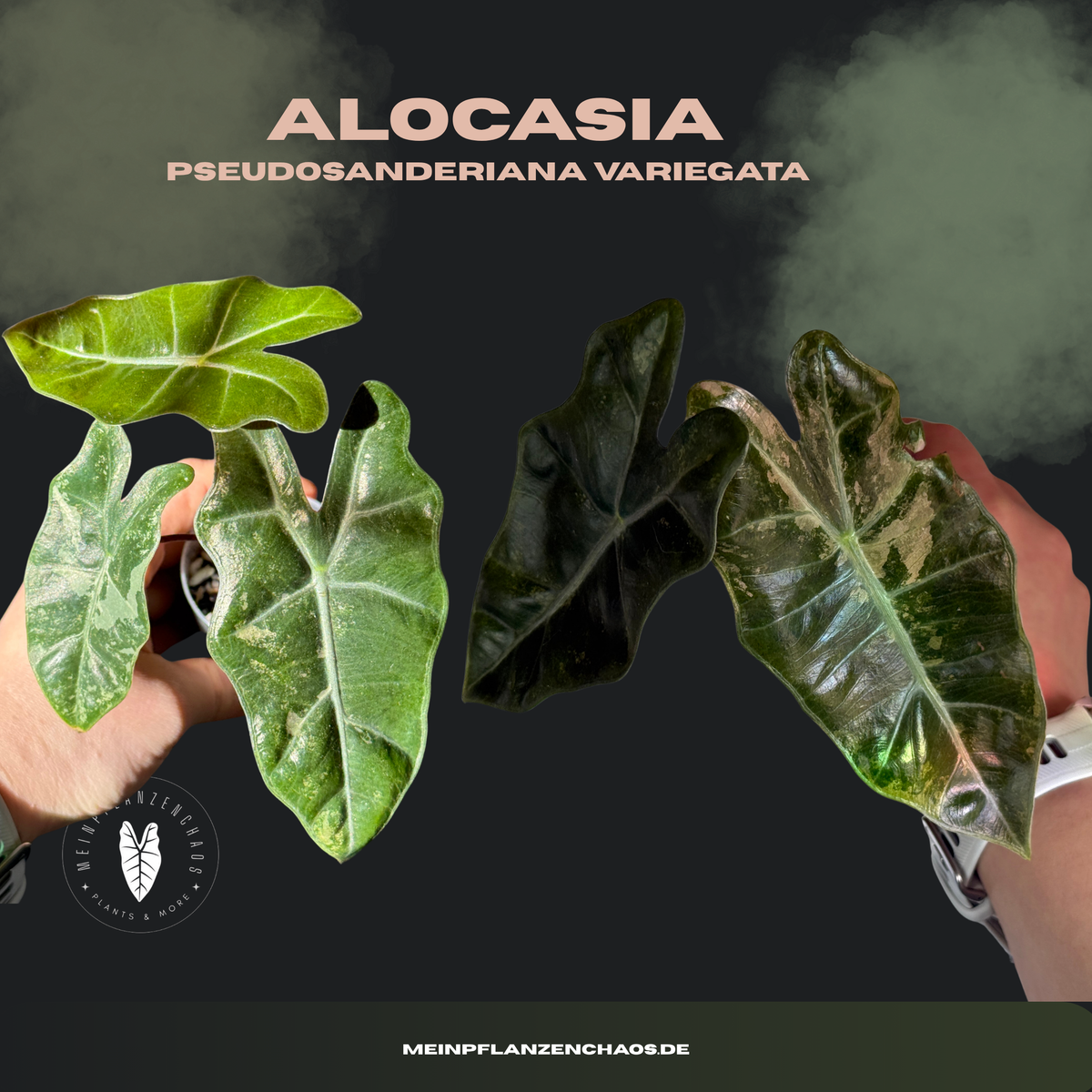 Alocasia Pseudosanderiana Pink