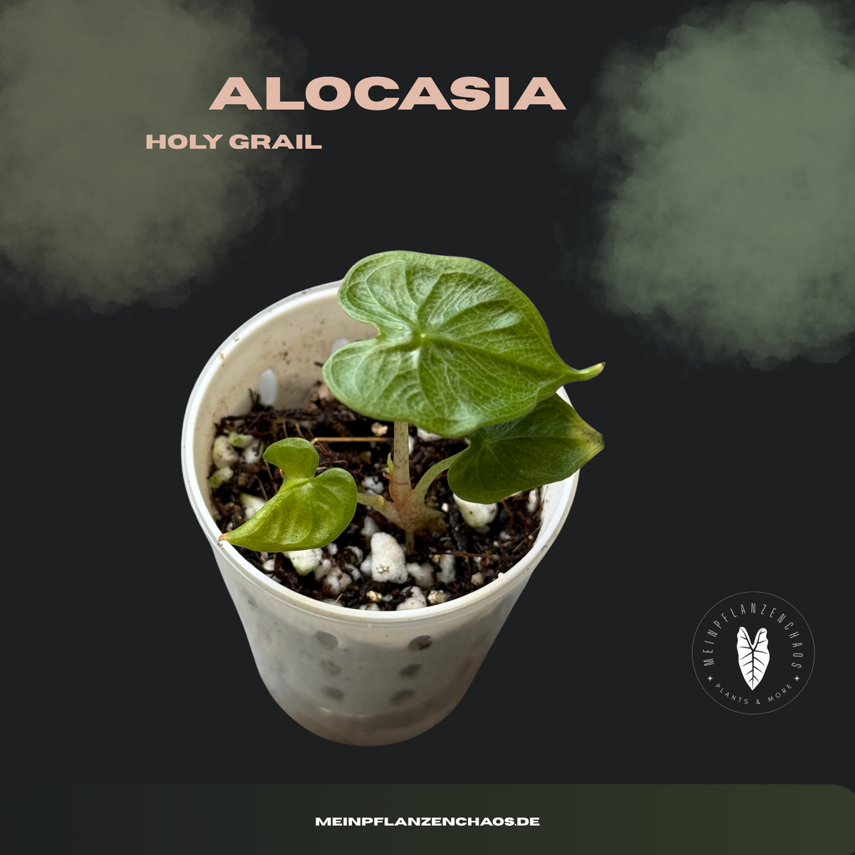 Alocasia Holy Grail