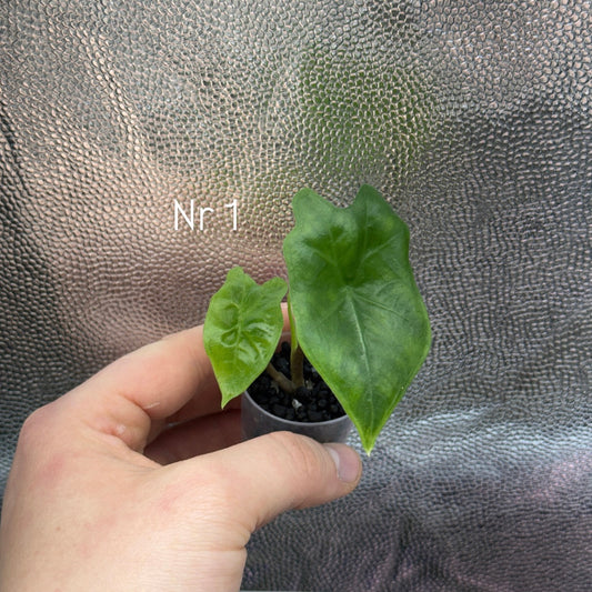Alocasia Nycteris 'Batwing'