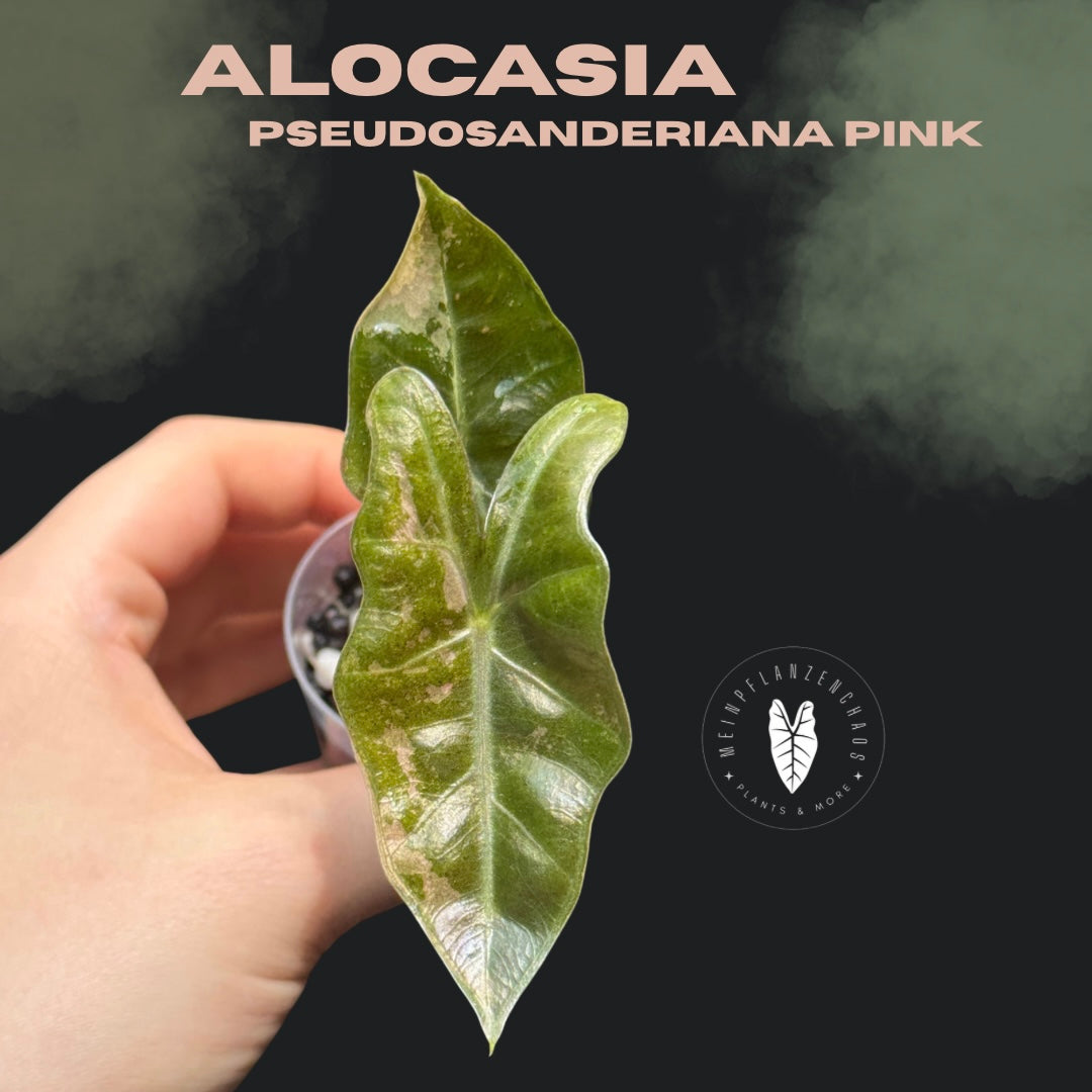 Alocasia Pseudosanderiana Pink