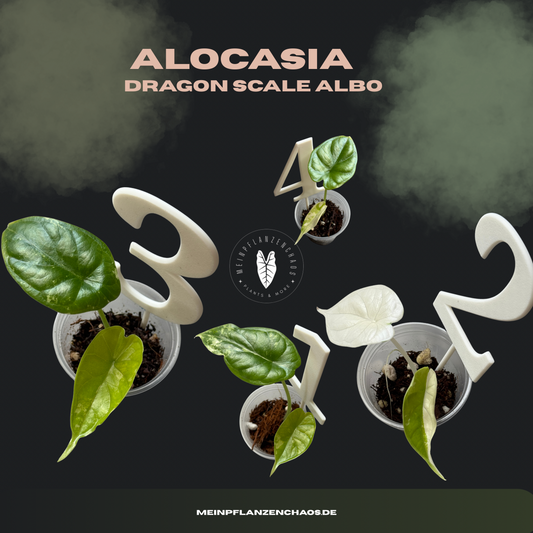 Alocasia Dragon Scale Albo Variegata