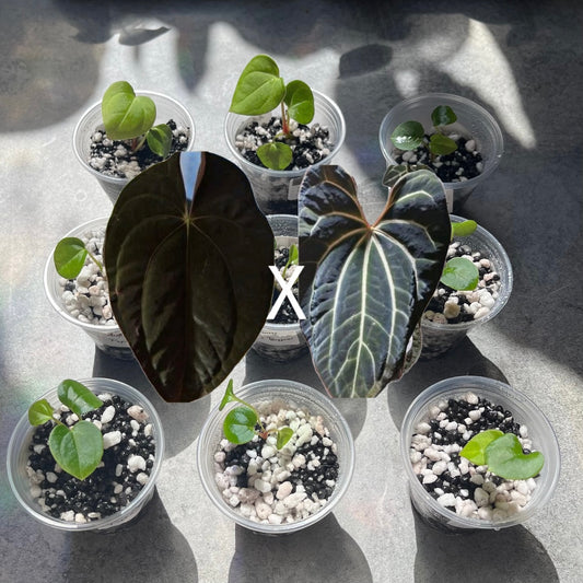 Anthurium Papi × Besseae