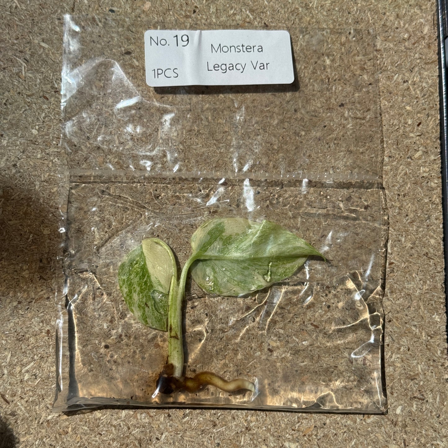 TC Monstera Legacy