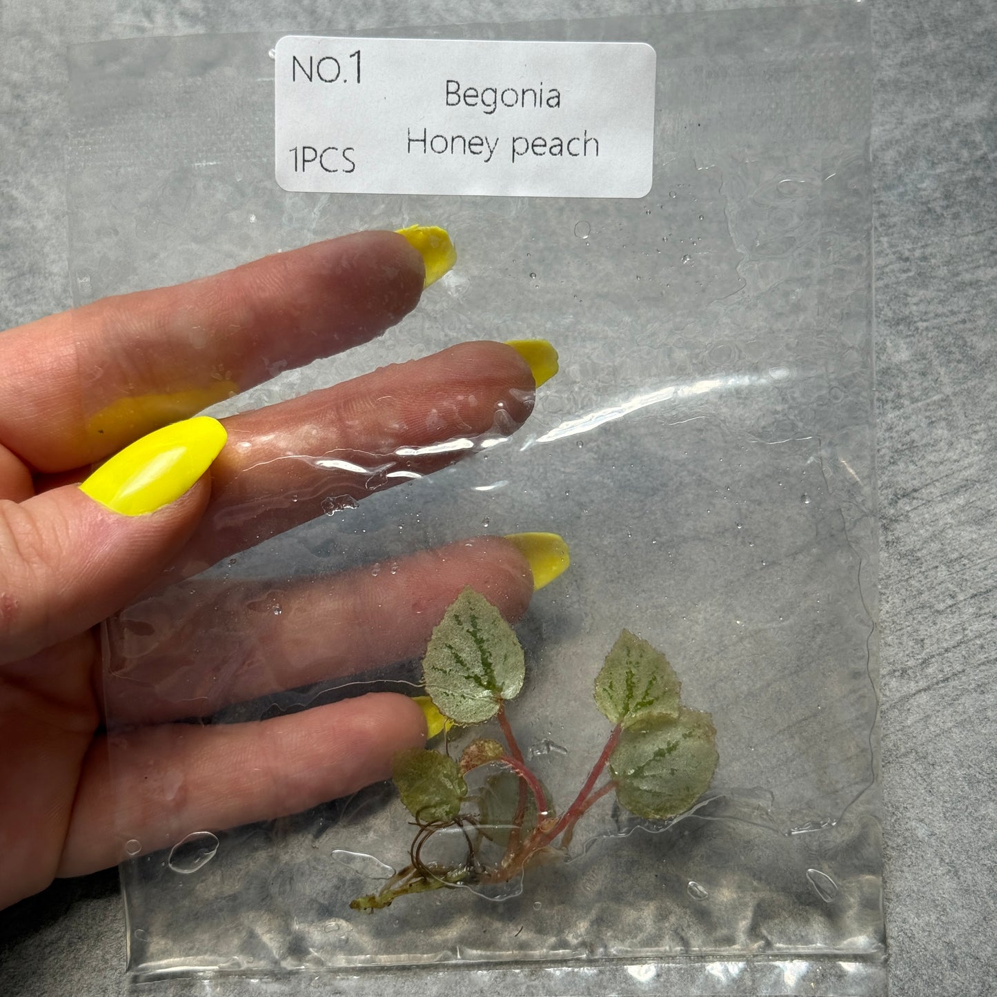 TC Begonia Honey Peach