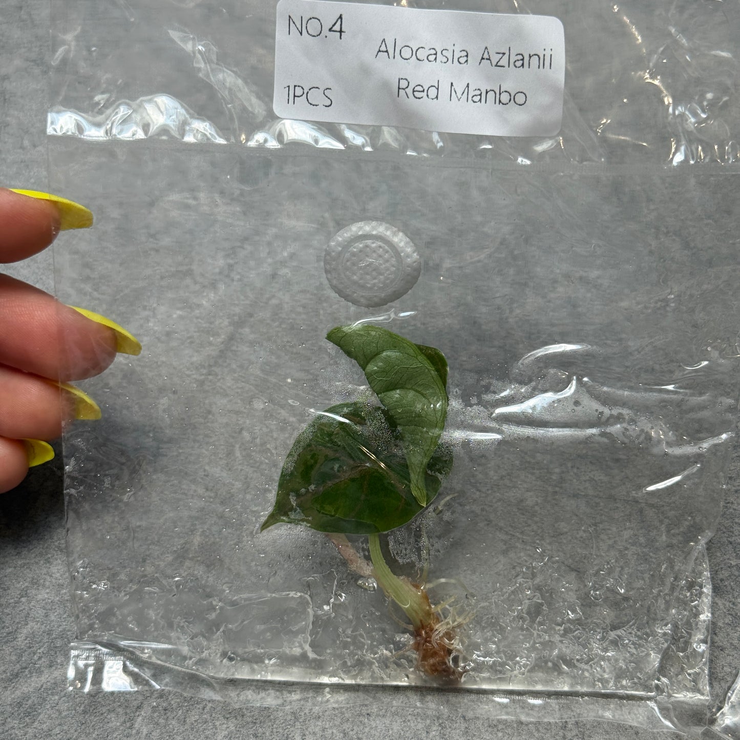 TC Alocasia Azlanii Einzeln und 10er Pack